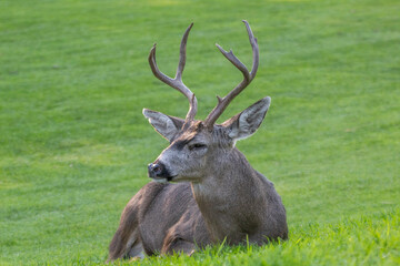 Male Mule Deer in a meadow