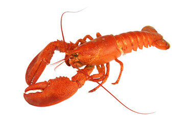 cooked red lobster isolated on white background