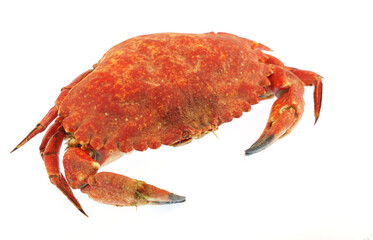 single steamed crab isolated on white background