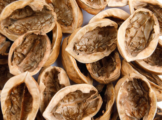 Fresh champignon mushrooms isolated on white background. Organic champignon close up. Side view
