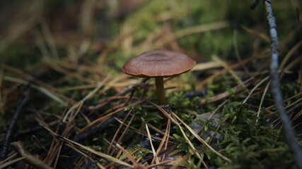 Brown mushroom in the forest in the grass, macro shoot