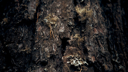 Bark of a tree in the forest, the movement of looking down, close-up