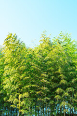 Fototapeta premium 竹林