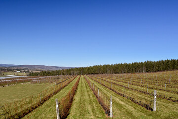 Fototapeta na wymiar Small vineyard in Quebec, Canada