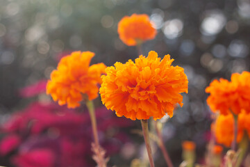 温室に咲くマリーゴールド