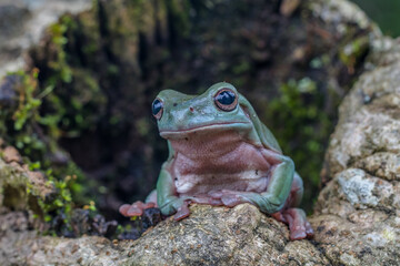 white tree frog or the australian green tree frog