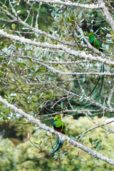 コスタリカ野生のケツァール（つがい）カザリキヌバネドリ
