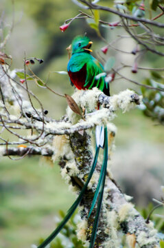684 Best Resplendent Quetzal Images Stock Photos Vectors Adobe Stock