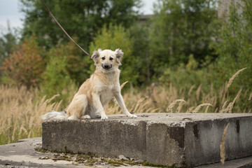 stray dog on a leash