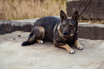 stray dog on a leash