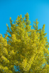 Fototapeta premium 秋のイチョウ