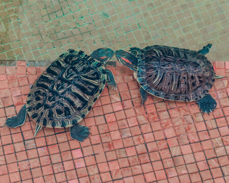 Turtles in a pond