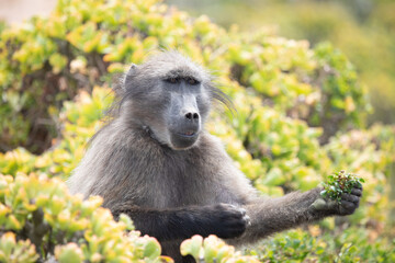 Cachon Baboons on the Cape Peninsular in Cape Town, South Africa. 