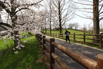 Fototapeta premium 牧場の桜