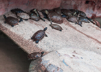 Group of turtles in a pond