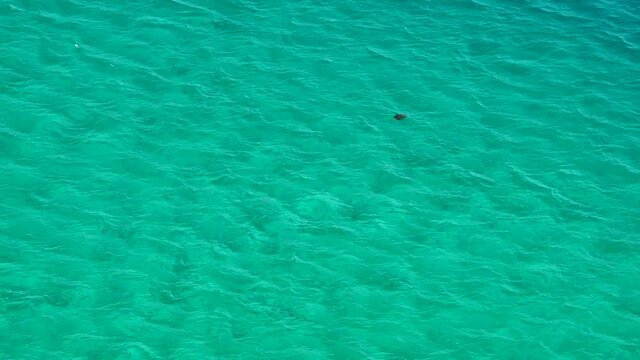 Okinawa,Japan-October 27, 2020: A sea turtle breathing on the surface of the water in Miyakojima island, Okinawa, Japan

