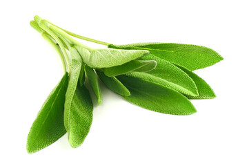 Fresh Bunch of Sage (Salvia Officinalis) Culinary and Medicinal Herb. Isolated on White Background.
