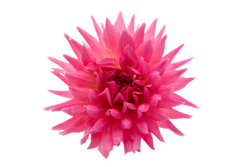 dahlia flower isolated