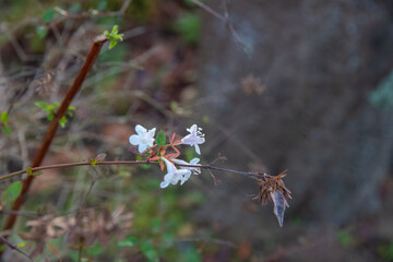 白い花