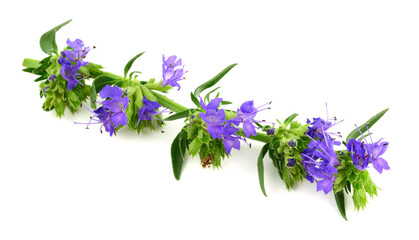 Hyssop (Hyssopus Officinalis) Flower and Leaf Stem Fragment. Isolated on White Background.