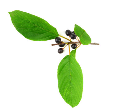 Frangula Medicinal Plant Fruit and Leaves. Also known as Alder, Glossy or Breaking Buckthorn. Isolated on White Background.