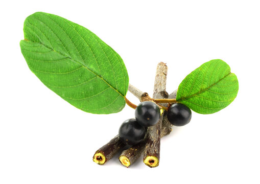 Closeup on Frangula Alnus (also Rhamnus frangula) Medicinal Plant Leaves, Fruit and Stem Bark. Also known as Alder, Glossy or Breaking Buckthorn. Isolated on White Background.