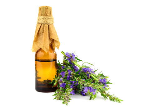 Hyssop Essential Oil Extract or Tincture (Hyssopus Officinalis) with Flowers and Leaves. Isolated on White Background.