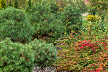 coniferous plants in the garden