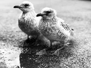 two white doves