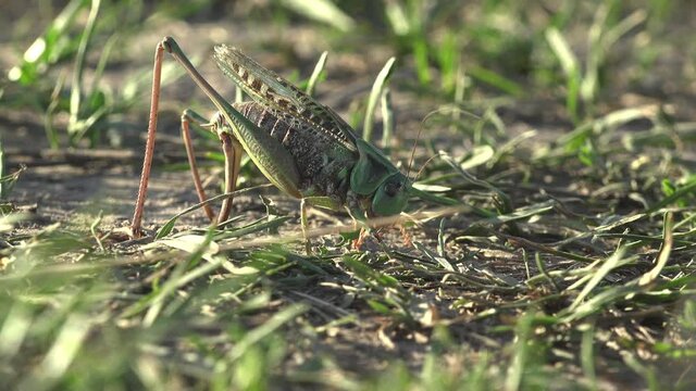 Grey Bush crickets, Phylum Arthropoda,  uses its ovipositor to search and create new burrows for laying eggs, offspring. View macro insect Grasshopper in wildlife