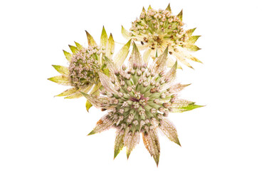 astrantia flower isolated