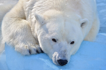 Obraz na płótnie Canvas polar bear sleeping