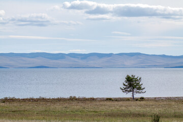 Cedar tree, Baikal lake and the mountains