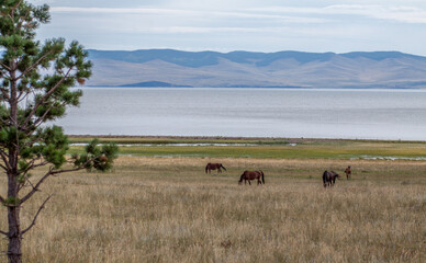 herd of horses on the meadow