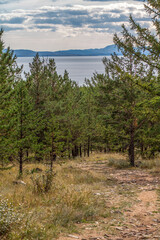 Tall cedar trees of Baikal vertical image