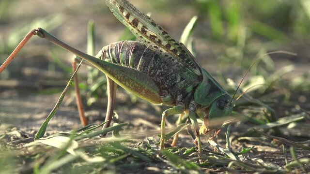 Grey Bush crickets, Phylum Arthropoda,  use their ovipositors to force burrow into earth to receive eggs. View macro insect Grasshopper in wildlife