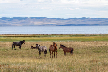 horses grazing in a field of Olkhon island, Baikal
