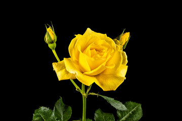 A single yellow rose flower with two buds on a black background.
