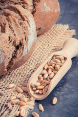 Fresh baked rolls with seeds of rye or wheat grain