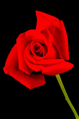 A single red rose flower isolated on a black background.
