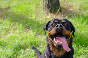 Portrait of cheerful dog breed rottweiler with open mouth.