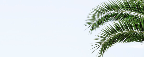 Fototapeta na wymiar Palm leaves banner background. Tropical palm branch against the background of clear sky.