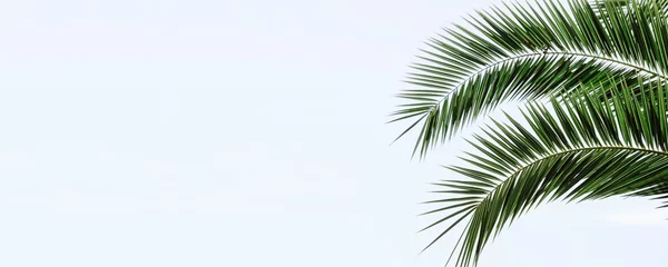 Fotobehang Palm leaves banner background. Tropical palm branch against the background of clear sky. © uladzimirzuyeu