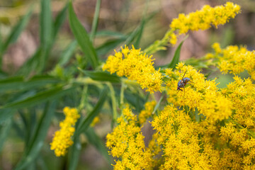 ハエとブタクサ+