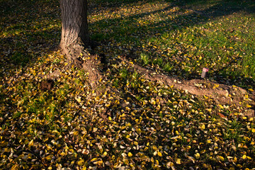 Obraz premium 落ち葉