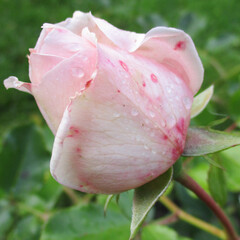 beuatiful,flower,garden,pink,rose

