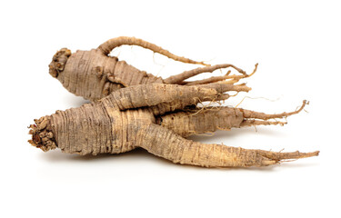 Obraz premium Closeup of Adenophora Stricta root, Campanuloideae, Adenophora on white background
