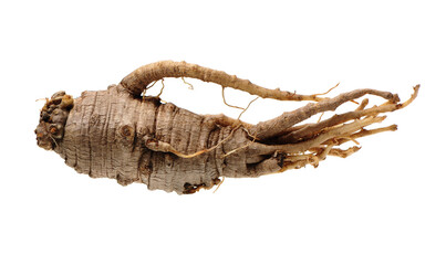 Closeup of Adenophora Stricta root, Campanuloideae, Adenophora on white background