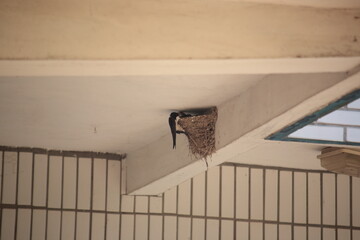View of Swallow feeding two babies in their mud nest 