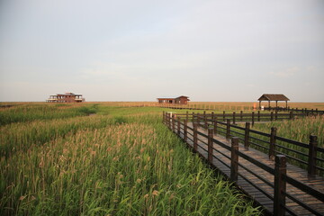 View of Chongming Dongtan Birds National Natural Reserve with reed and grass land in Chongming Island, Shanghai, China